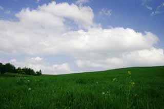 foto,tela,gratis,paisaje,fotografía,idea,Grandes extensiones de verde., Pradera, Nube, Cielo azul, 