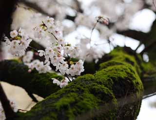 foto,tela,gratis,paisaje,fotografía,idea,Cerezo de Kurashiki, Cerezo, , Moss, Cultura japonesa