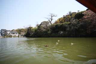 foto,tela,gratis,paisaje,fotografía,idea,Foso de castillo de Matsue - jo, Embarcación de turismo, Embarcación, Foso, Patos