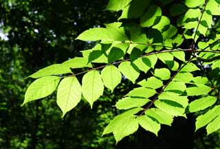 photo, la matière, libre, aménage, décrivez, photo de la réserve,Nouveau vert, permission, lumière transmise, vert tendre, 