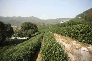 photo, la matière, libre, aménage, décrivez, photo de la réserve,Une thé-feuille verte chinoise, Thé, Thé Vert, Thé chinois, plantation du thé