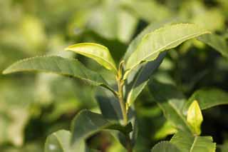 photo, la matière, libre, aménage, décrivez, photo de la réserve,Une thé-feuille verte chinoise, Thé, Thé Vert, Thé chinois, plantation du thé