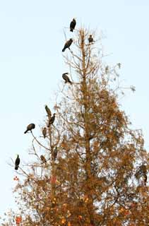 photo, la matière, libre, aménage, décrivez, photo de la réserve,Xi-hu lac, branche, Saiko, , foule