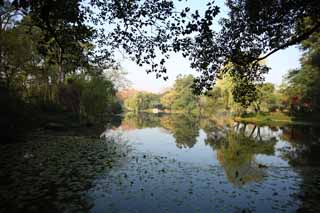 photo, la matière, libre, aménage, décrivez, photo de la réserve,Une Maison de musique-comme charge, pont, lotus, surface d'un lac, saule