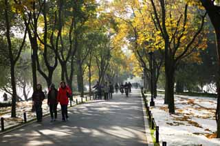 photo, la matière, libre, aménage, décrivez, photo de la réserve,Une banque de la résurrection, Feuilles colorées, arbre au bord de la route, promenade, bicyclette