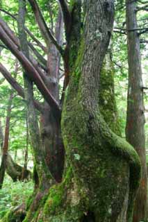 photo, la matière, libre, aménage, décrivez, photo de la réserve,Agglutination d'arbres, aboiement, arbre, , 