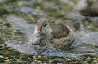 photo, la matière, libre, aménage, décrivez, photo de la réserve,L'oeil de caneton, rivière, canard, , 