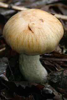 photo, la matière, libre, aménage, décrivez, photo de la réserve,Champignon dodu, orange, moisissure, champignon, arbre baissé