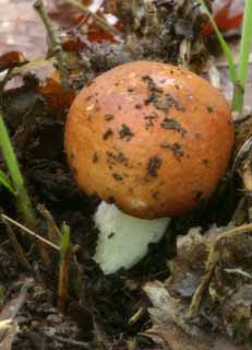 photo, la matière, libre, aménage, décrivez, photo de la réserve,Champignon, orange, moisissure, champignon, arbre baissé