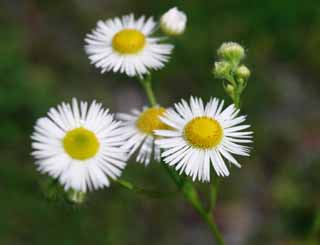 photo, la matière, libre, aménage, décrivez, photo de la réserve,Fleabanes annuel, blanc, , , 