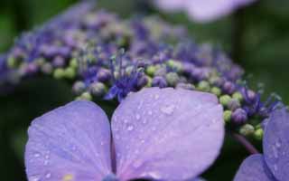 photo, la matière, libre, aménage, décrivez, photo de la réserve,Hortensia, hortensia, , bleu, 