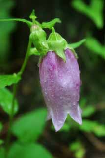 photo, la matière, libre, aménage, décrivez, photo de la réserve,Rampion chinois, Rampion chinois, pourpre, , 