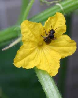 photo, la matière, libre, aménage, décrivez, photo de la réserve,Fleur du concombre et une abeille, concombre, , fleur, abeille