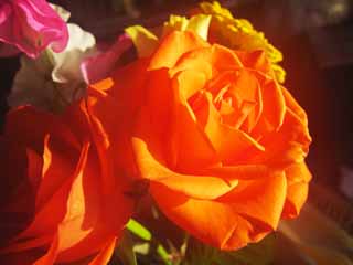 photo, la matière, libre, aménage, décrivez, photo de la réserve,Une rose, bouquet, fleur, , 