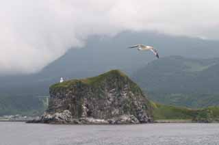 photo, la matière, libre, aménage, décrivez, photo de la réserve,Île et une mouette, mouette, île, mer, 