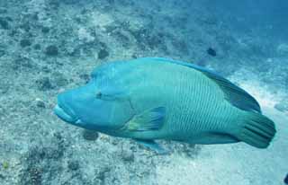 photo, la matière, libre, aménage, décrivez, photo de la réserve,Saluer, napoleonfish, plonger, mer, photographie sous-marine