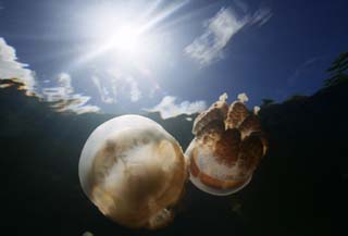 photo, la matière, libre, aménage, décrivez, photo de la réserve,Rendez-vous de méduses cosmiques., méduse, , , photographie sous-marine