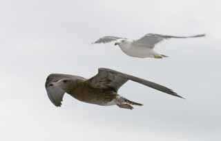 photo, la matière, libre, aménage, décrivez, photo de la réserve,Parent et mouettes de l'enfant, mouette, ciel, mer, 