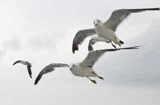 photo, la matière, libre, aménage, décrivez, photo de la réserve,Se fixer la cible, mouette, ciel, mer, 