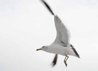 photo, la matière, libre, aménage, décrivez, photo de la réserve,Montez à ambition, mouette, ciel, mer, 