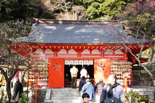 photo, la matière, libre, aménage, décrivez, photo de la réserve,Un EgaraTenjin-shaShrine temple principal, Temple shintoïste, prune, Kamakura, Mettez en colère Tenjin