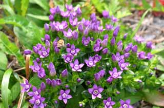 photo, la matière, libre, aménage, décrivez, photo de la réserve,Fleurs de la gentiane, gentiflower, beau, , herbe sauvage