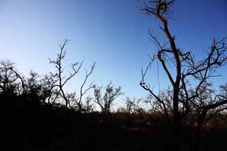 photo, la matière, libre, aménage, décrivez, photo de la réserve,Un arbre mort de la lave, Lave, incendie de forêt, branche, Sécher