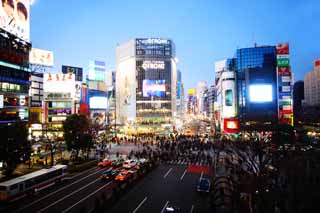 photo, la matière, libre, aménage, décrivez, photo de la réserve,Shibuya intersection libre, foule, marcheur, autobus, Néon