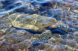 photo, la matière, libre, aménage, décrivez, photo de la réserve,Hawaii Island Sea Turtle, , , , 