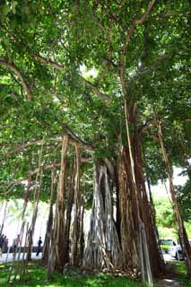 photo, la matière, libre, aménage, décrivez, photo de la réserve,Banyan, , , , 