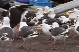 photo, la matière, libre, aménage, décrivez, photo de la réserve,Le festival de mouettes, mouette, , , festival