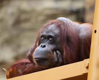 photo, la matière, libre, aménage, décrivez, photo de la réserve,L'orang-outan de mélancolie, , , , 