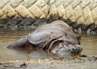 photo, la matière, libre, aménage, décrivez, photo de la réserve,Rhino, , , , 