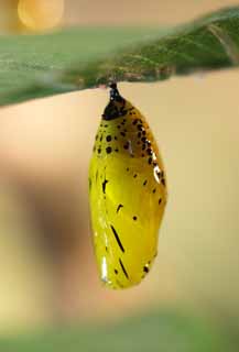 photo, la matière, libre, aménage, décrivez, photo de la réserve,Les pupes de papillon, , , , 