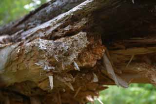 photo, la matière, libre, aménage, décrivez, photo de la réserve,Arbre baissé, fracture, , , 