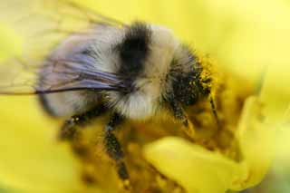 photo, la matière, libre, aménage, décrivez, photo de la réserve,Abeille et pollen, abeille, , , pollen