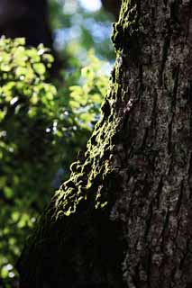 photo, la matière, libre, aménage, décrivez, photo de la réserve,Moss, , , , 