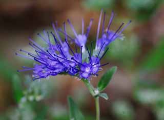 photo, la matière, libre, aménage, décrivez, photo de la réserve,Fleurs du bleu, bleu, Hakone, , 