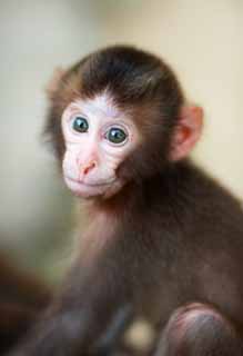 photo, la matière, libre, aménage, décrivez, photo de la réserve,Bébé du singe japonais, , , , 