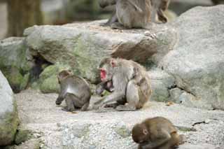 photo, la matière, libre, aménage, décrivez, photo de la réserve,Singe japonais, , , , 