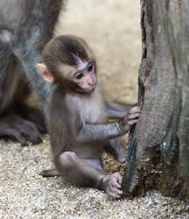 photo, la matière, libre, aménage, décrivez, photo de la réserve,Bébé du singe japonais, , , , 