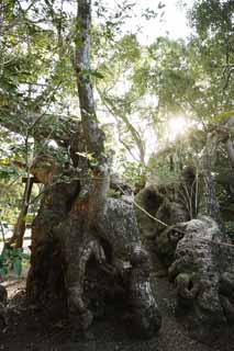 photo, la matière, libre, aménage, décrivez, photo de la réserve,Ise Jingu Kusunoki Geku Kiyomori, , , , 