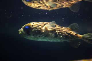 photo, la matière, libre, aménage, décrivez, photo de la réserve,Porcupinefish, , , , 