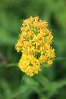 photo, la matière, libre, aménage, décrivez, photo de la réserve,Les plantes alpines, , , , 