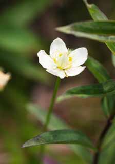 photo, la matière, libre, aménage, décrivez, photo de la réserve,Les plantes alpines, , , , 