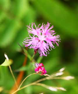 photo, la matière, libre, aménage, décrivez, photo de la réserve,Pink, , , , 