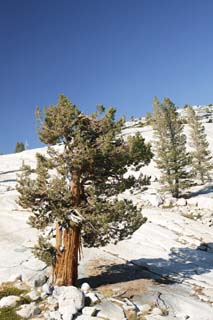 photo, la matière, libre, aménage, décrivez, photo de la réserve,Les arbres d'Iwagami, conifère, Granite, forêt, pierre