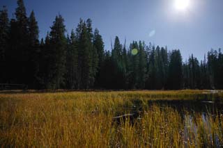 photo, la matière, libre, aménage, décrivez, photo de la réserve,Oasis dans plateau sec, arbre, étang, forêt, Grass