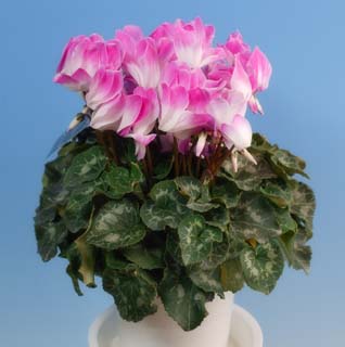 photo, la matière, libre, aménage, décrivez, photo de la réserve,Cyclamen rose, cyclamen, pétale, feuille, plante en pot