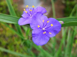 photo, la matière, libre, aménage, décrivez, photo de la réserve,Dayflower asiatiques, , , , 